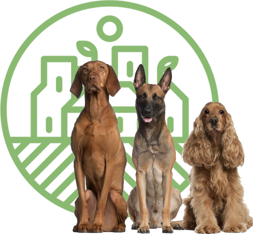 dogs