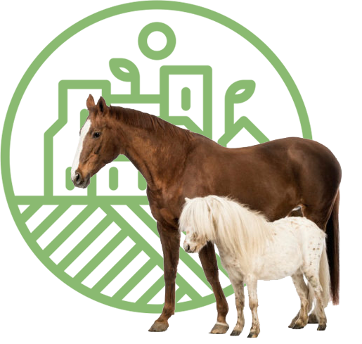 horses