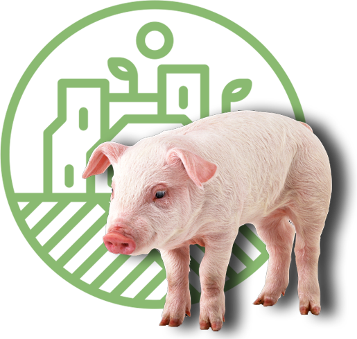 pig